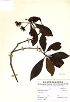 藏品(臺灣八角)的圖片